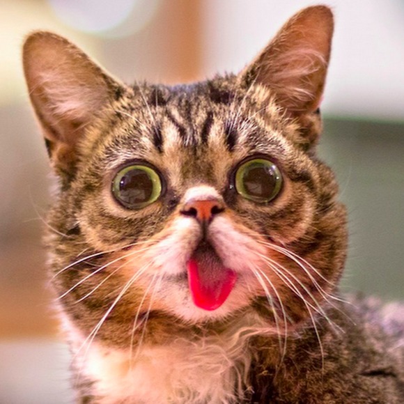 Meet your Posher, Molly - Picture 1 of 1